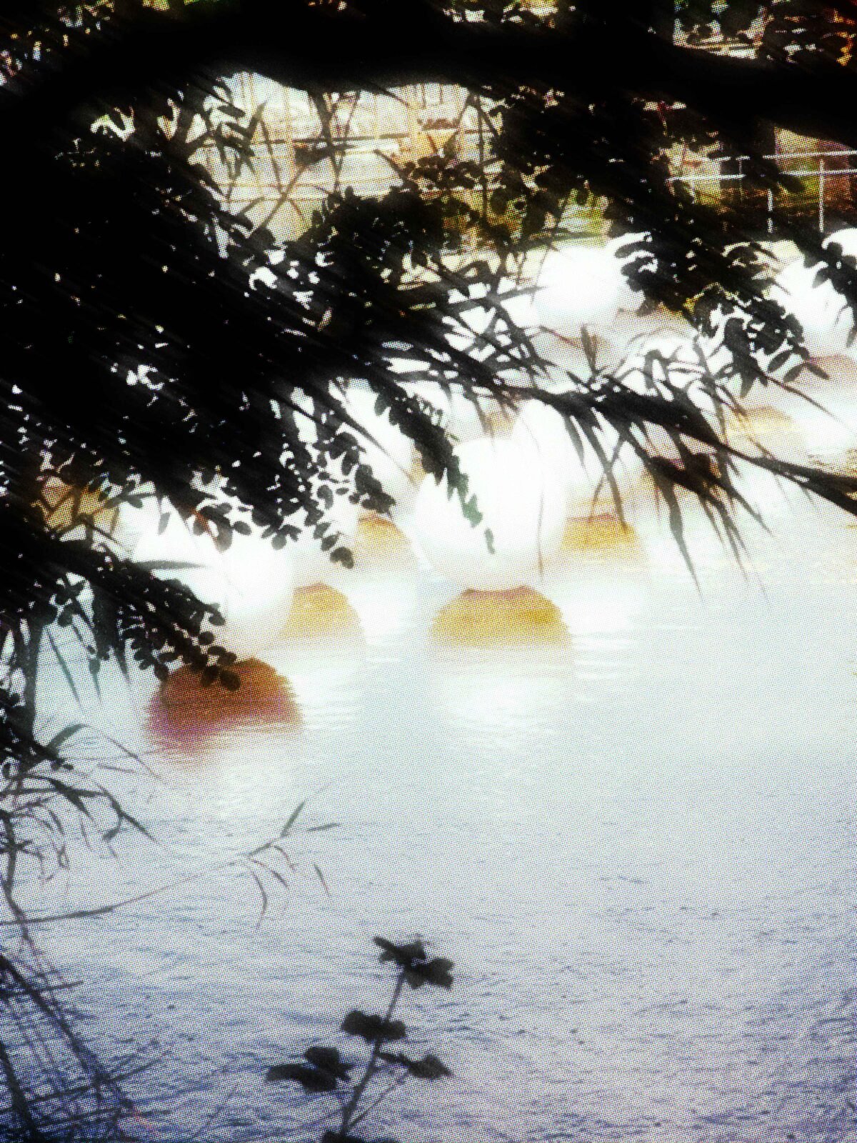 UNCOVERS: NATURALIS FESTIVAL